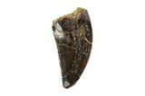 Serrated, Small Theropod (Raptor) Tooth - Montana #121868-1